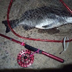 2022/06/17 南港ヘチ釣り釣行