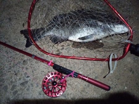 2022/06/17 南港ヘチ釣り釣行