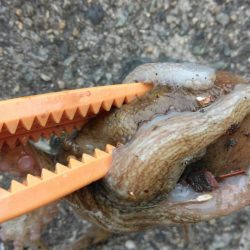 車中泊でタコ釣り