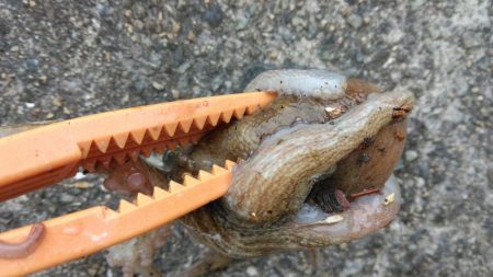 車中泊でタコ釣り