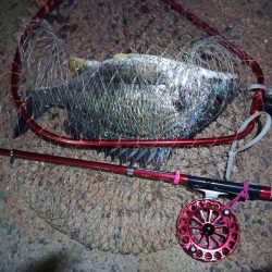 2022/06/18 南港ヘチ釣り釣行