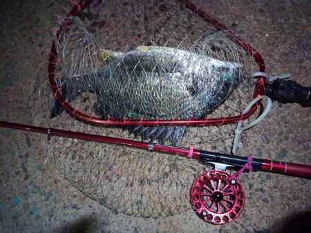 2022/06/18 南港ヘチ釣り釣行