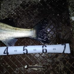 シーバスとチヌとエイ