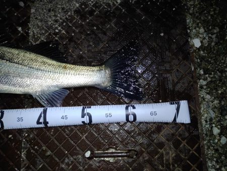 シーバスとチヌとエイ