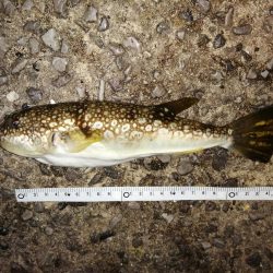 短時間のアジ釣り