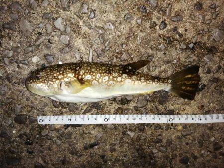 短時間のアジ釣り