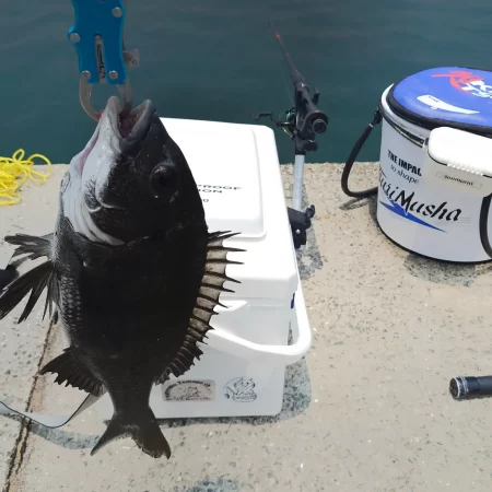 今日は紀州釣りに挑戦しましたʘ‿ʘ