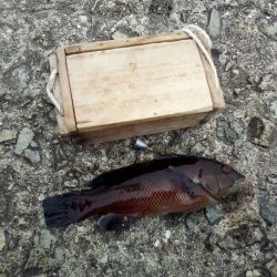 アイナメおったぞ