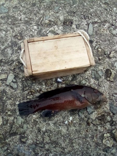 アイナメおったぞ