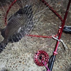 2022/06/22 南港ヘチ釣り釣行