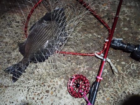 2022/06/22 南港ヘチ釣り釣行