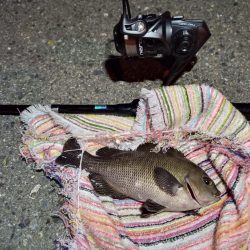 2022/06/23 南港ライトゲーム釣行