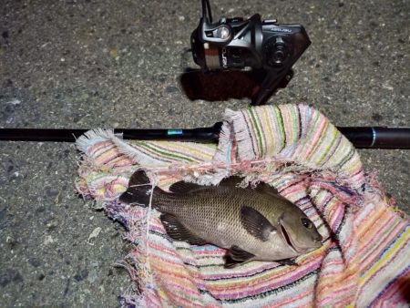 2022/06/23 南港ライトゲーム釣行