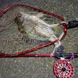 2022/06/25 南港ヘチ釣り釣行