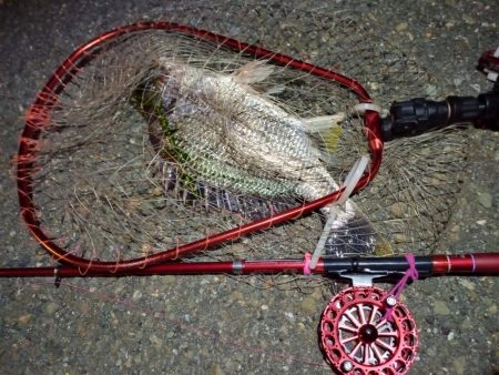 2022/06/25 南港ヘチ釣り釣行