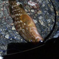 シーバス狙いでキジハタ1匹