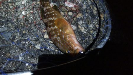 シーバス狙いでキジハタ1匹