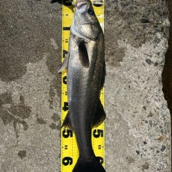 シラサエビでズボ釣り