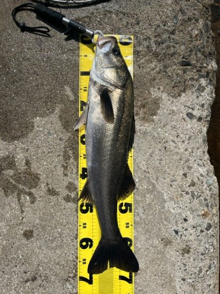 シラサエビでズボ釣り