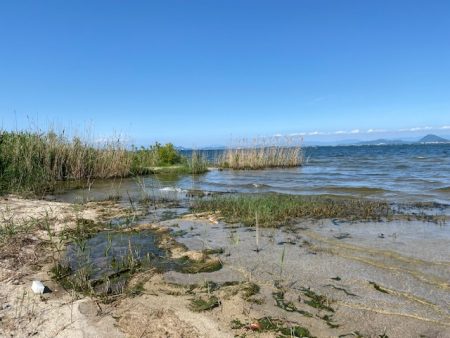 琵琶湖でハス釣り！まさかの外道が。。。
