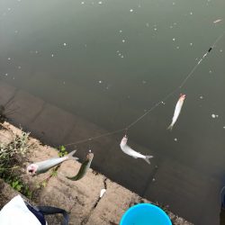 宇曽川コアユ爆釣です