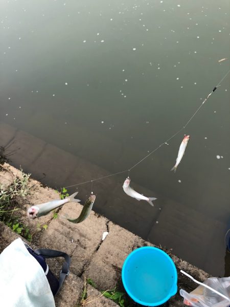 宇曽川コアユ爆釣です