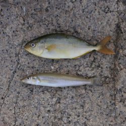 梅雨入り前のキス釣り 不調