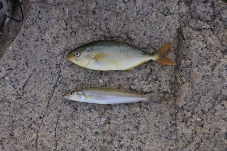 梅雨入り前のキス釣り　不調