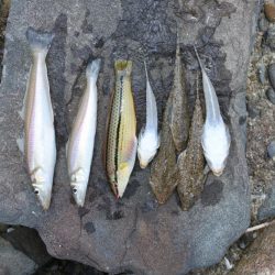 梅雨の晴れ間のキス釣り フグの猛攻