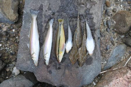 梅雨の晴れ間のキス釣り　フグの猛攻