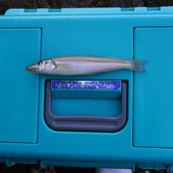 梅雨明け猛暑のキス釣り