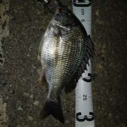 尼崎市内の釣果です