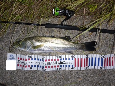 河口域のシーバス