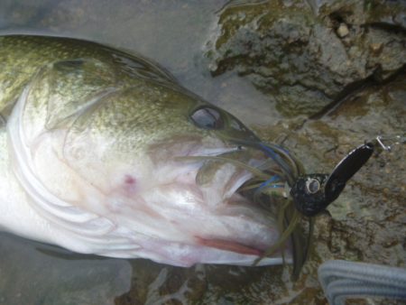 梅雨明け？バス
