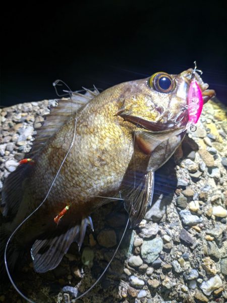 めばる入れ喰い