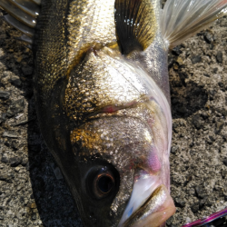 チヌにスズキにキビレ