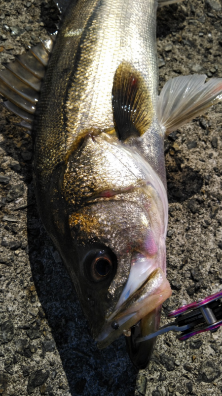 チヌにスズキにキビレ