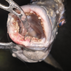 チヌもキビレもウキウキ