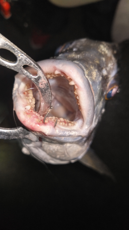 チヌもキビレもウキウキ