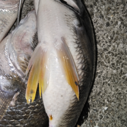 水温高めでキビレか？