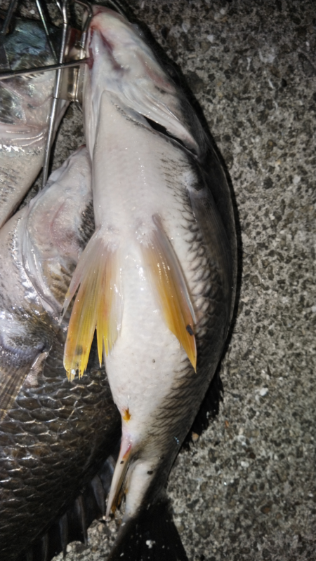 水温高めでキビレか？