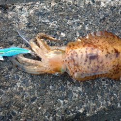 春アオリエギング好調