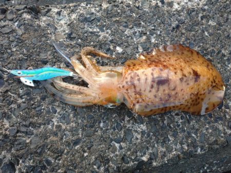 春アオリエギング好調