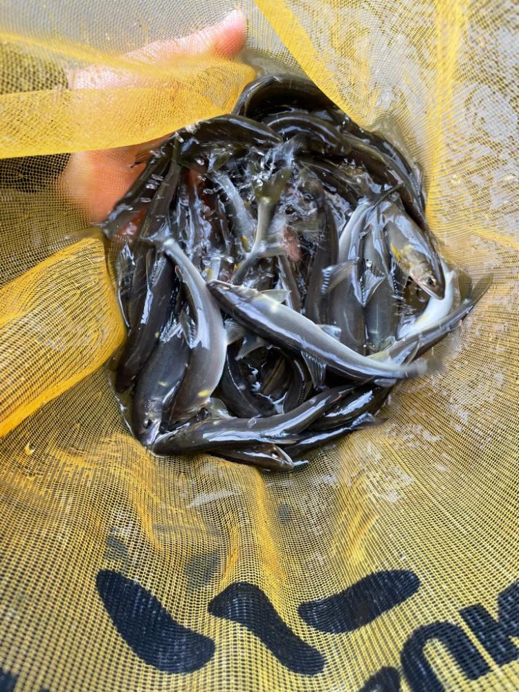 滋賀県　大戸川