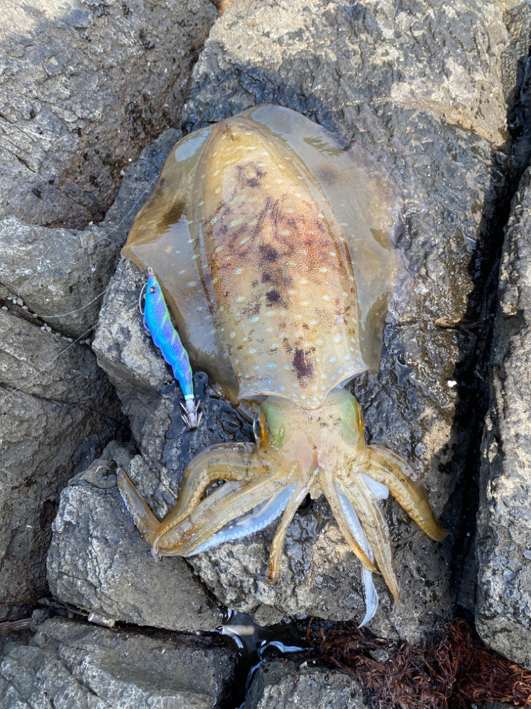 梅雨明けエギング