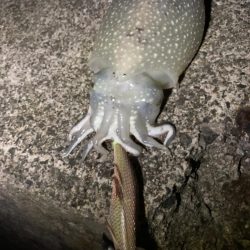 陸っぱりエギング調査！