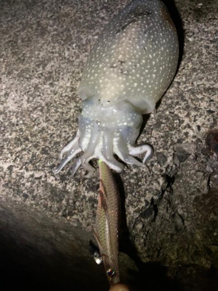 陸っぱりエギング調査！