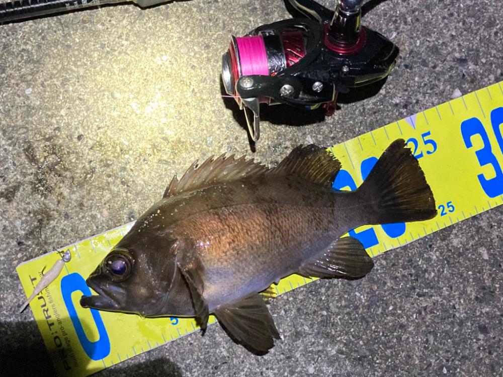 好調です、明石のメバル