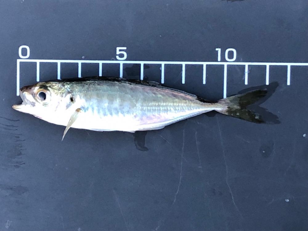 最近渋めの豆アジ…