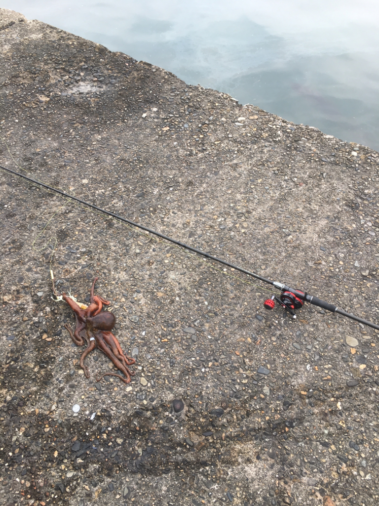 自作タコエギを使って